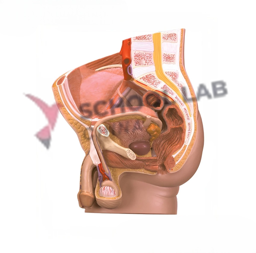 Human Male Reproductive System Model